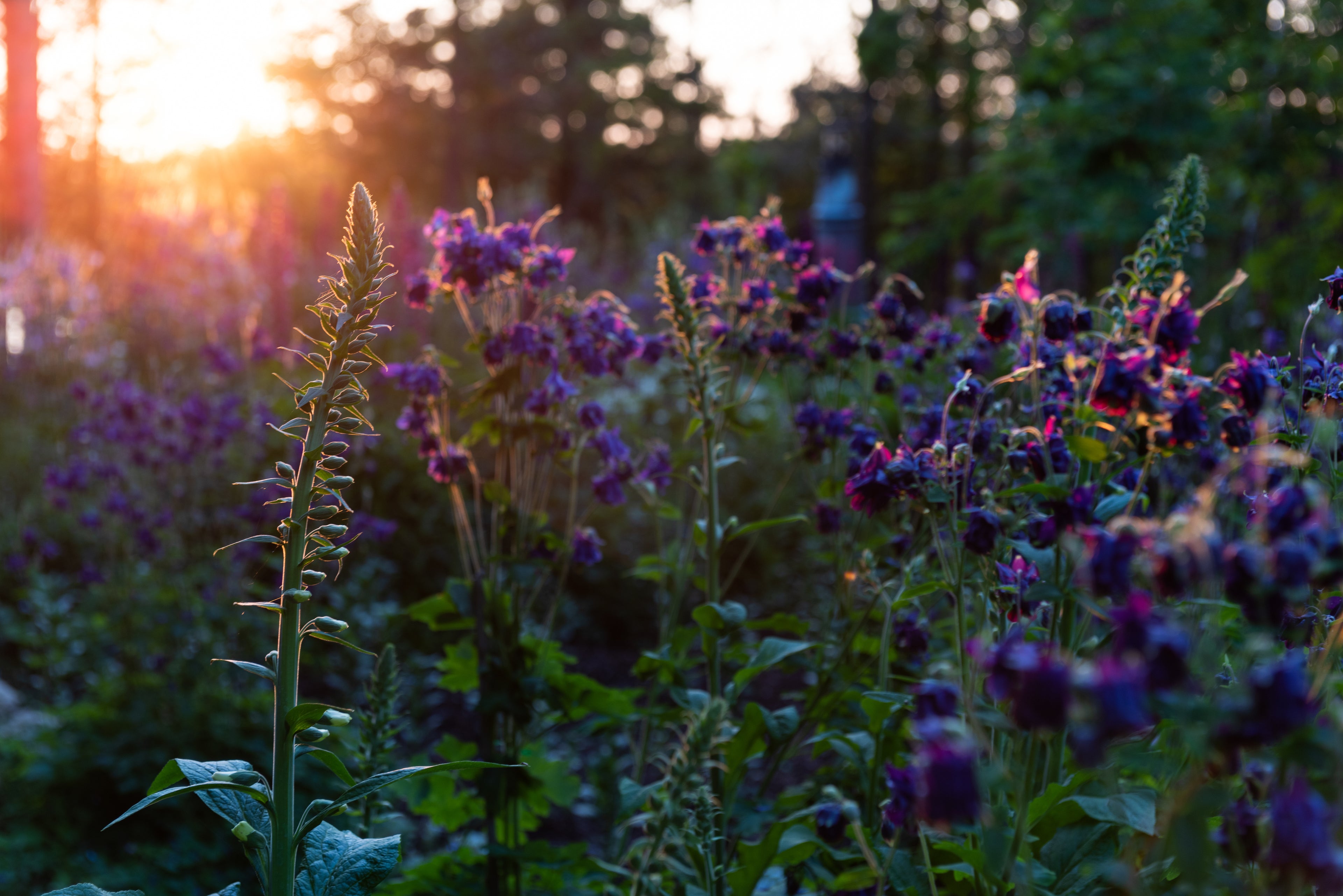 a field of purple flowers