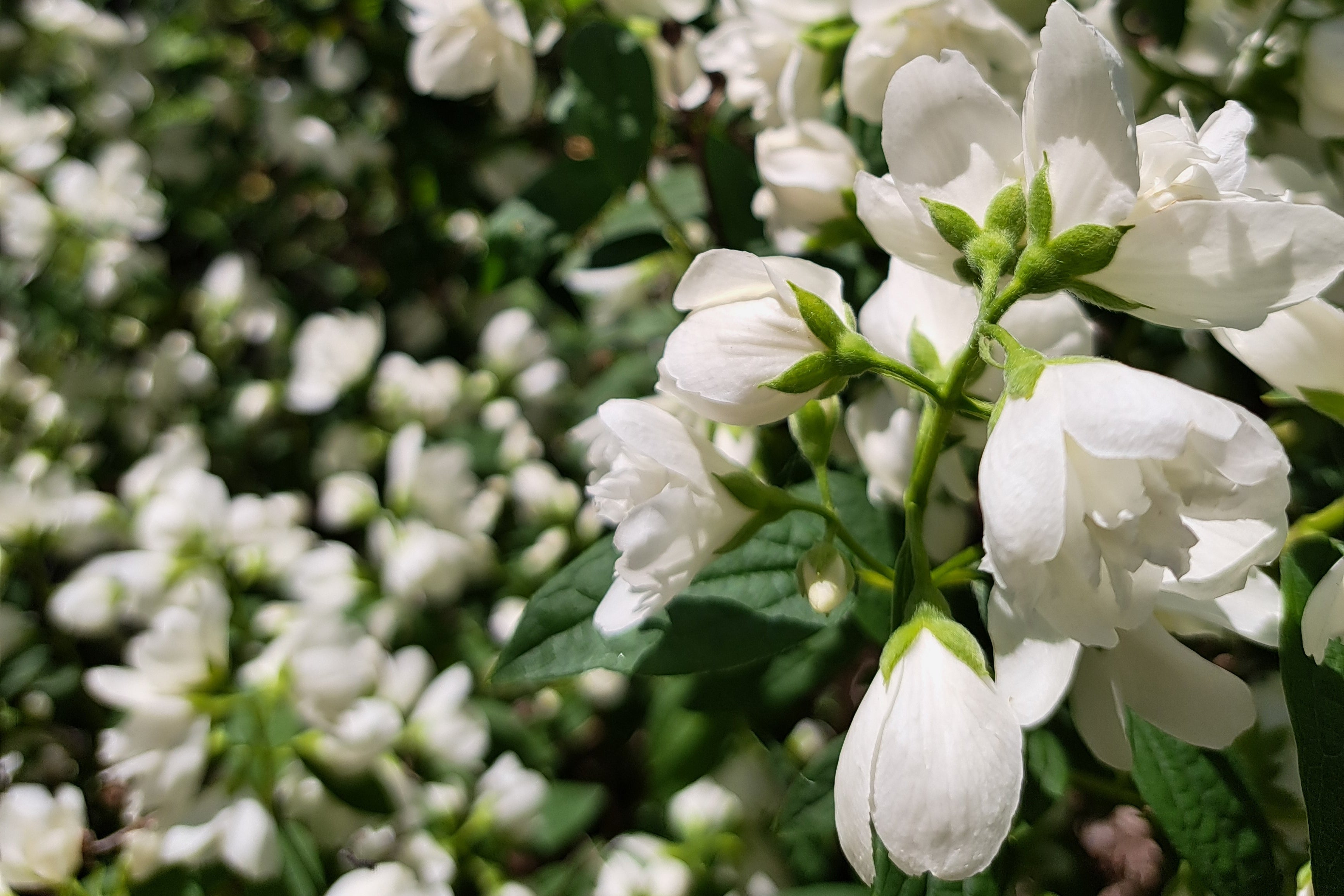 Close-up of white flowers with green leaves in a garden setting, with a shallow depth of field focusing on the foreground blossoms.